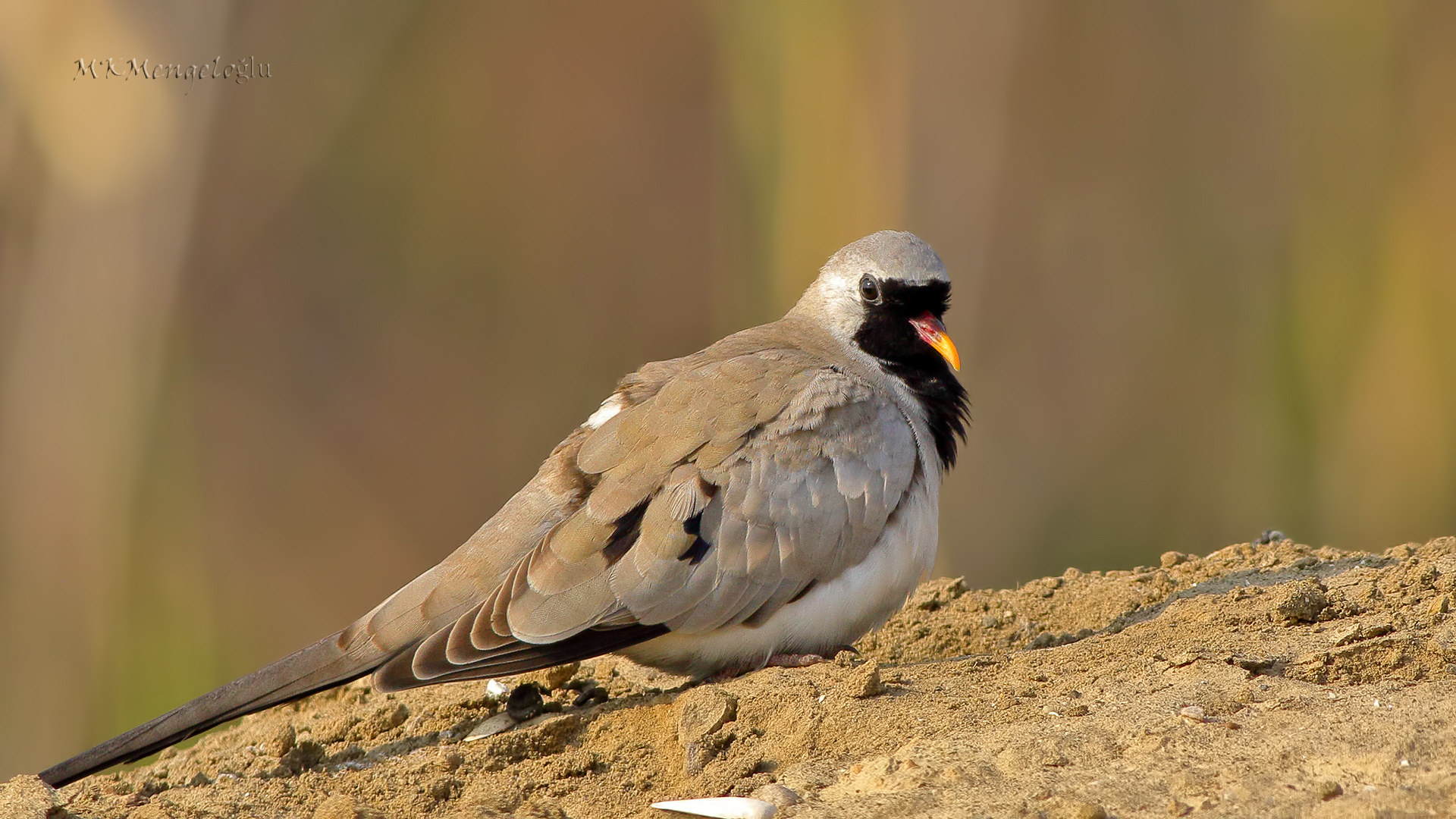 Namaqua Dove